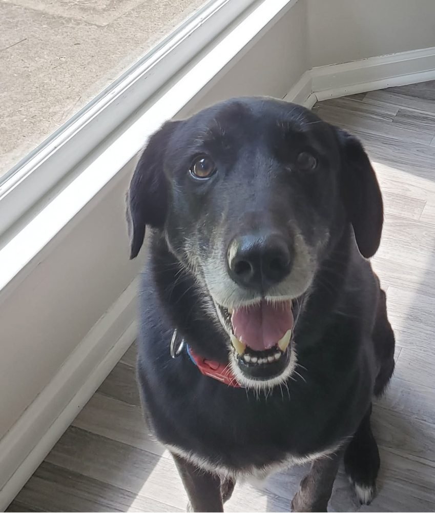 Happy black lab at home
