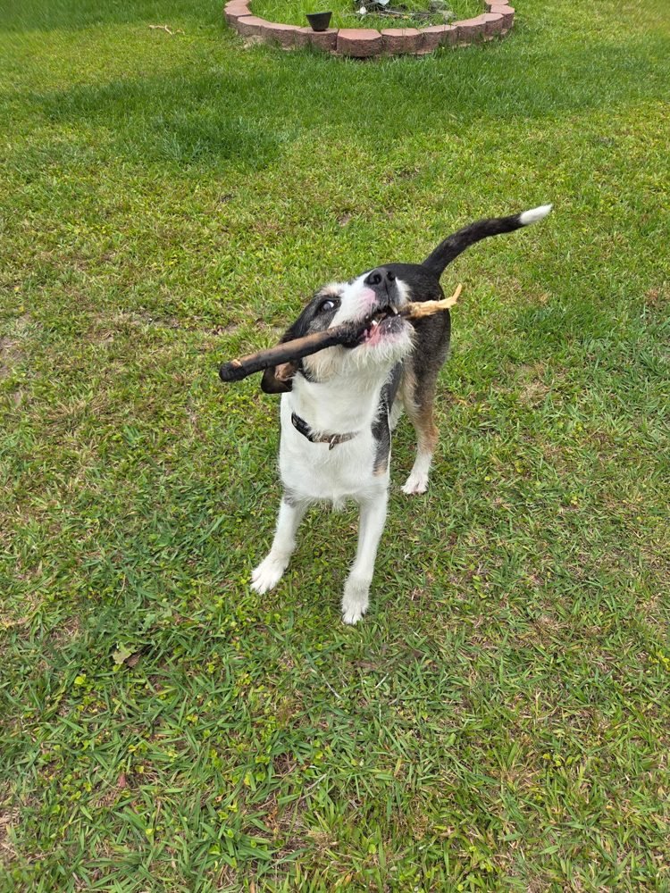 Dog playing fetch in the yard