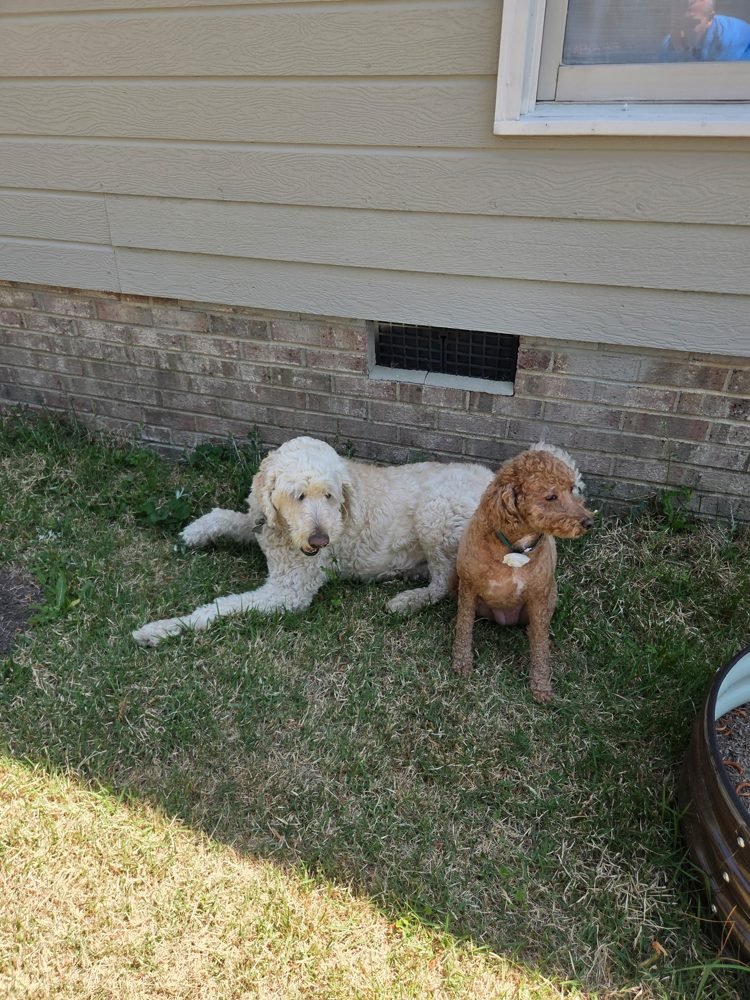 Two dogs relaxing outdoors