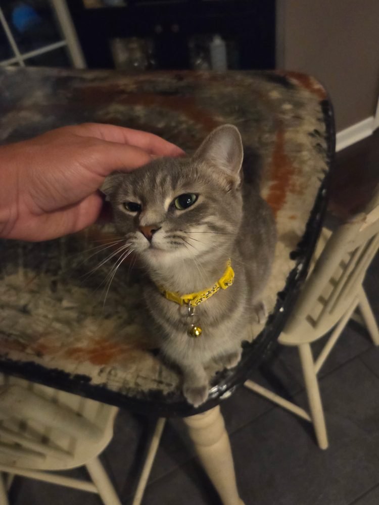 Cat getting some attention