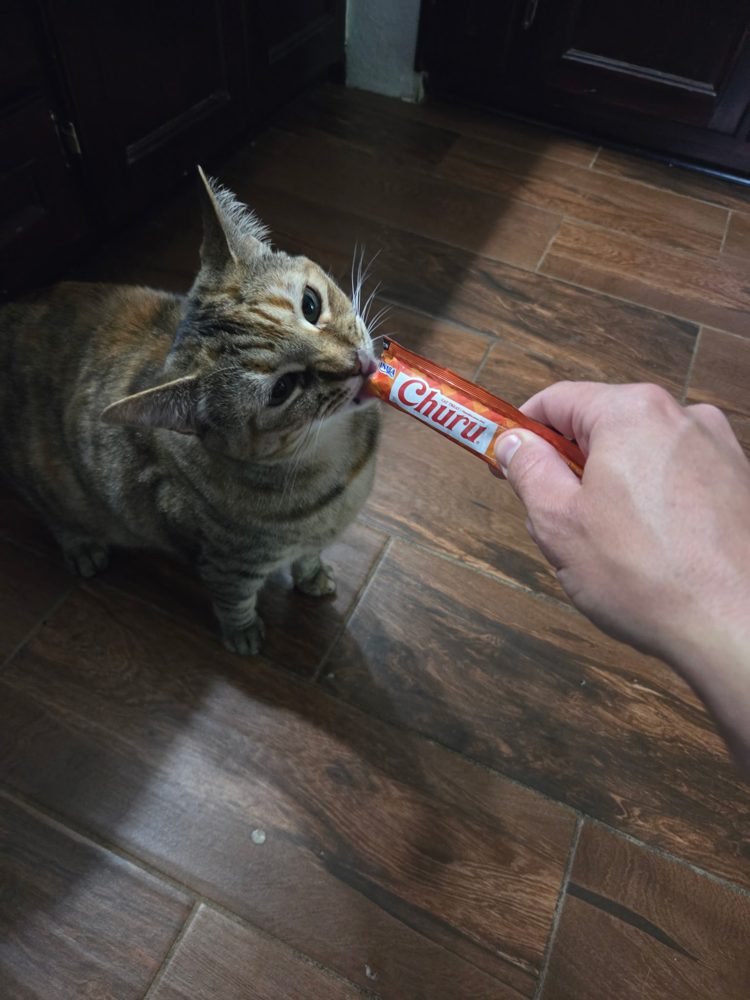 Cat enjoying a treat