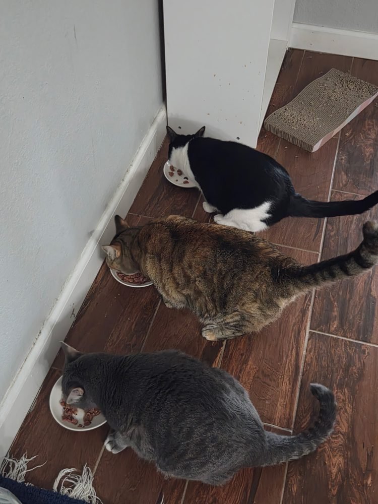 Three cats at home