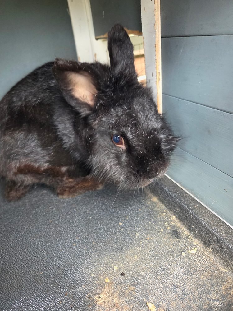 Rabbit at home