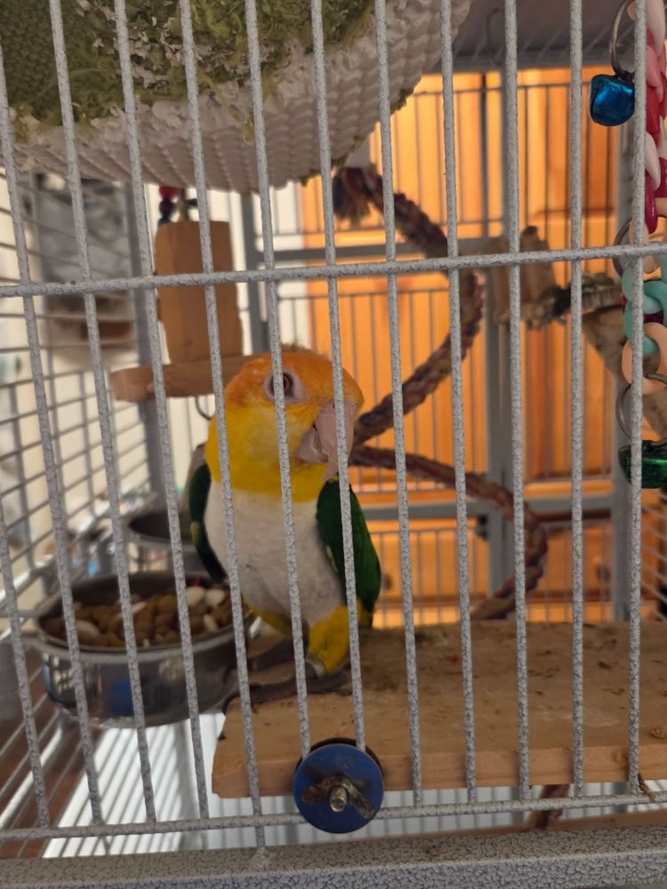 Birds at home